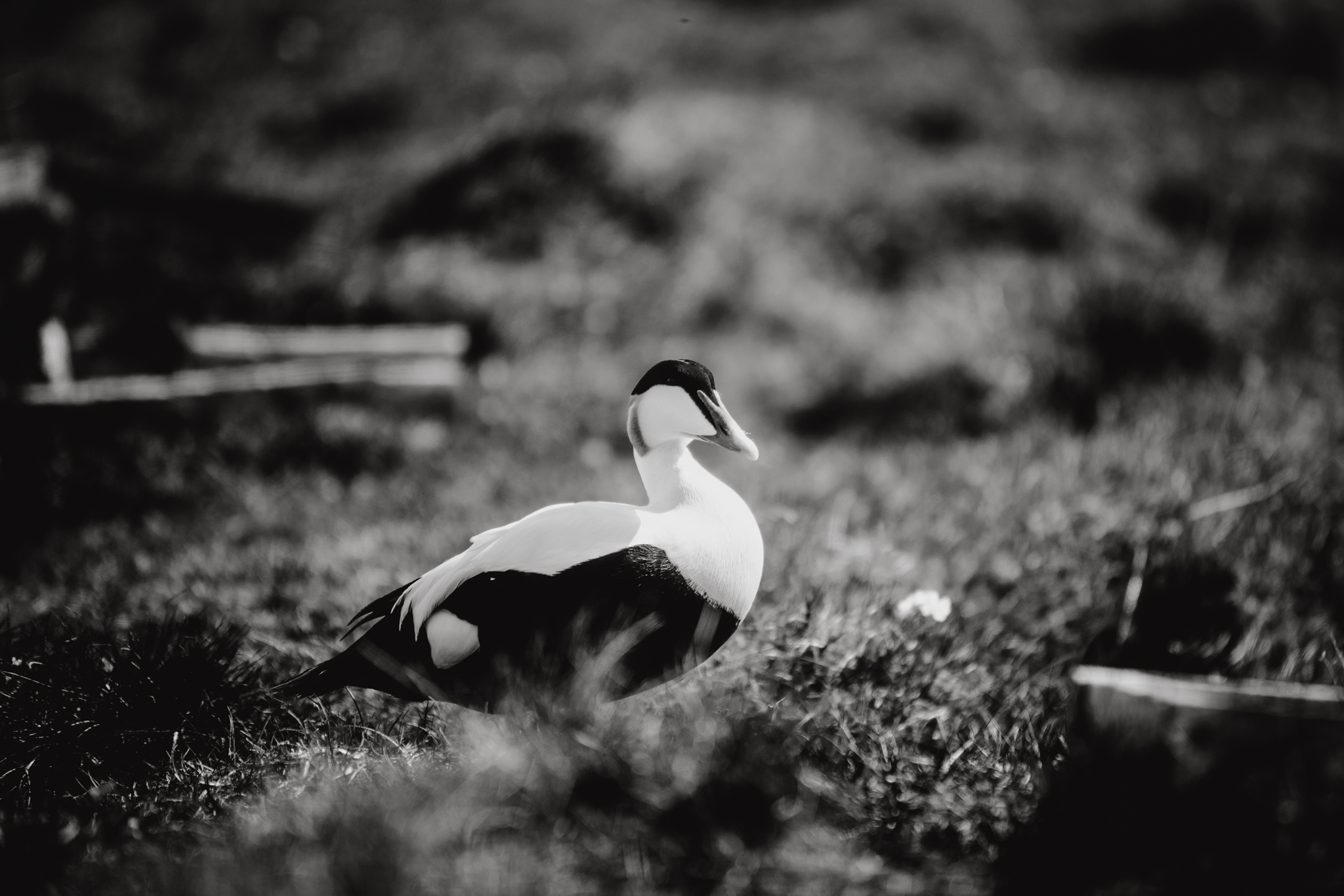 Eiderdown