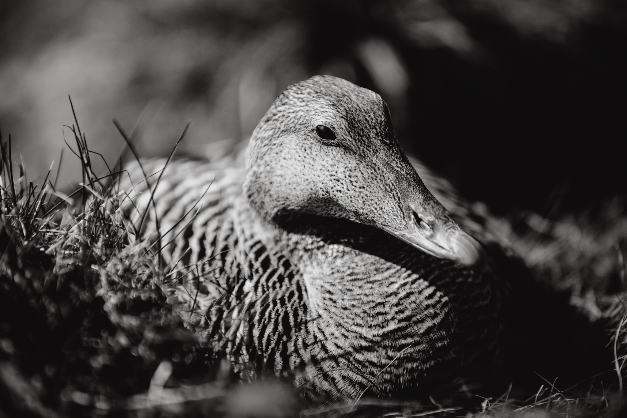 Eiderduck
