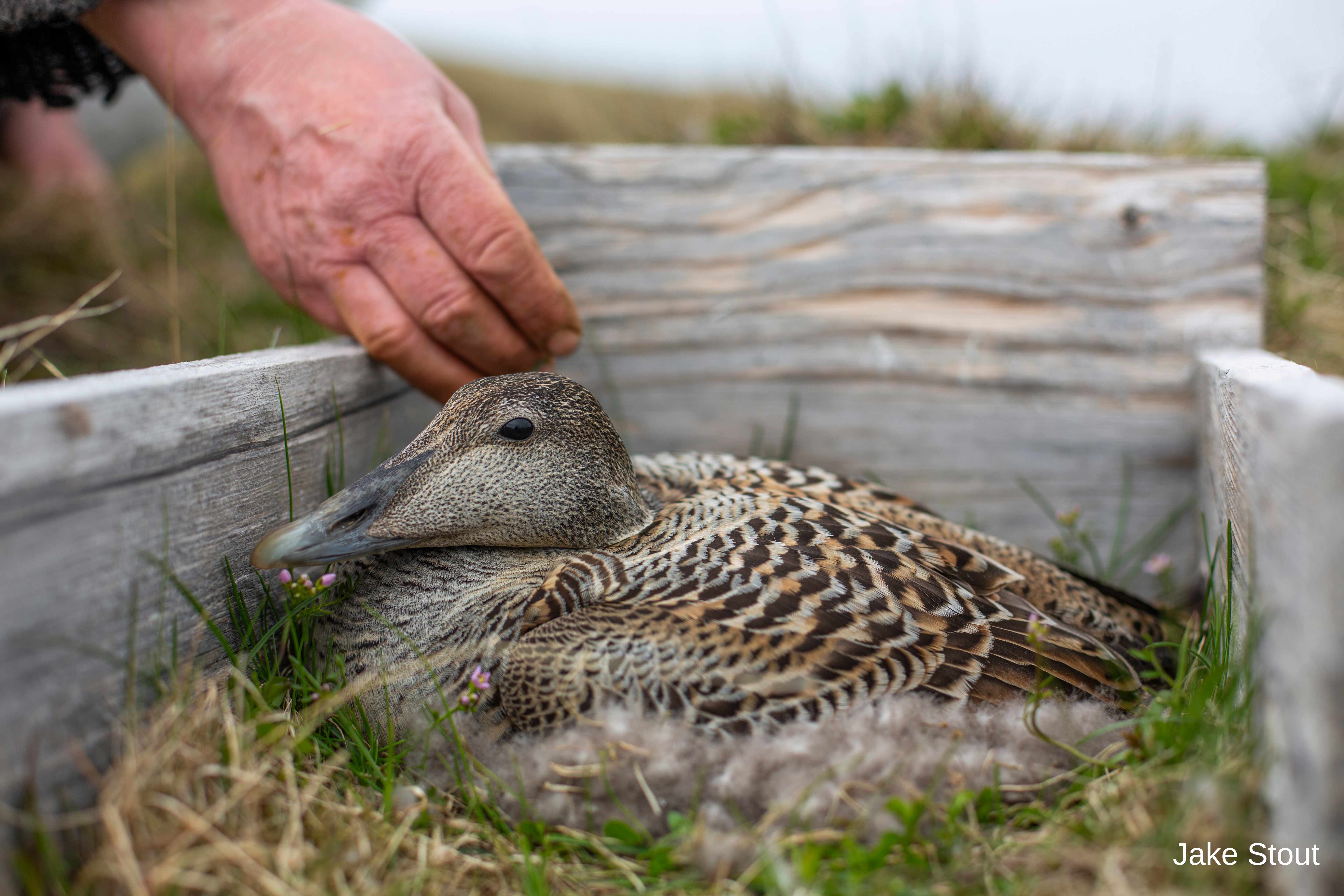 Eider duck