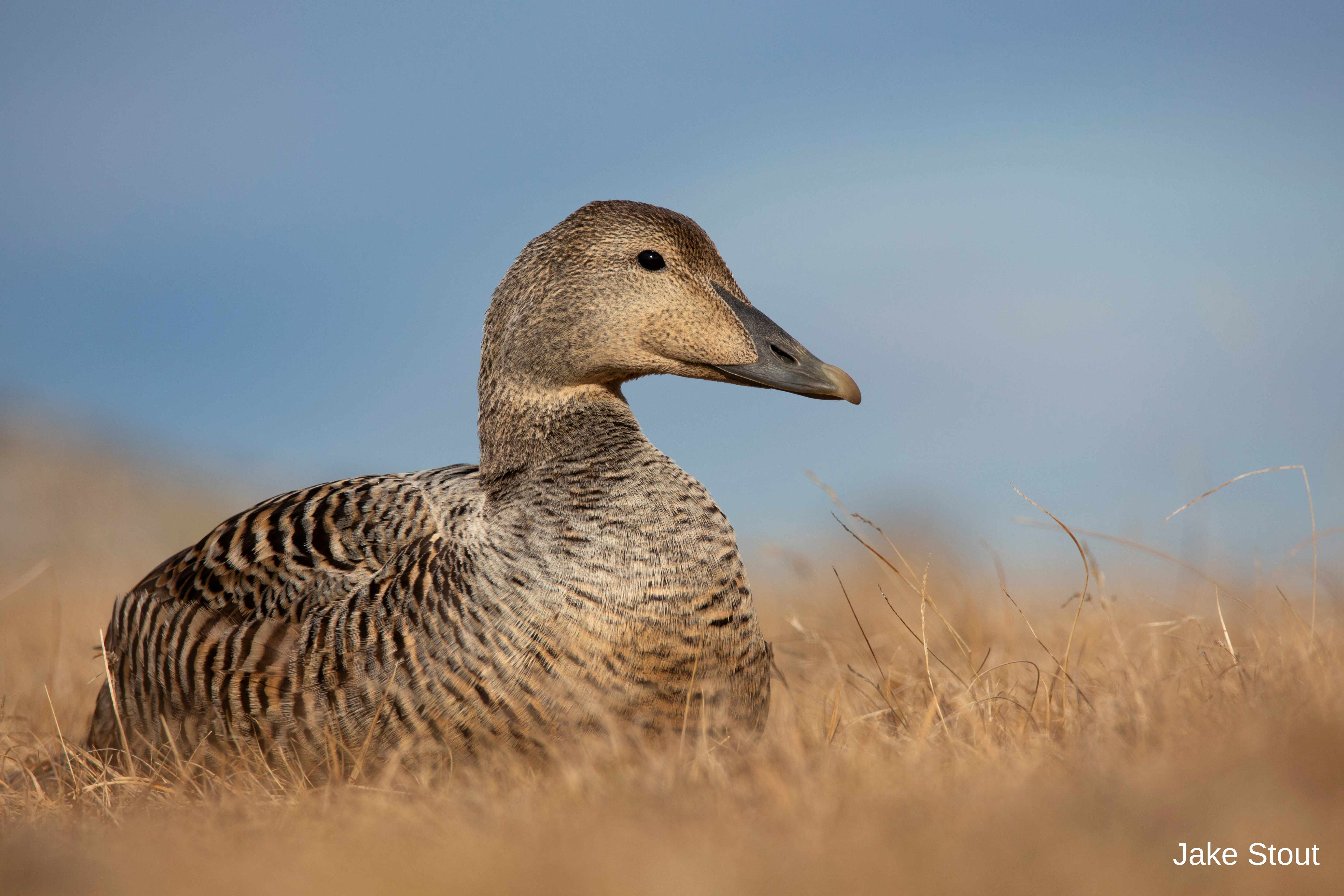 Eider duck