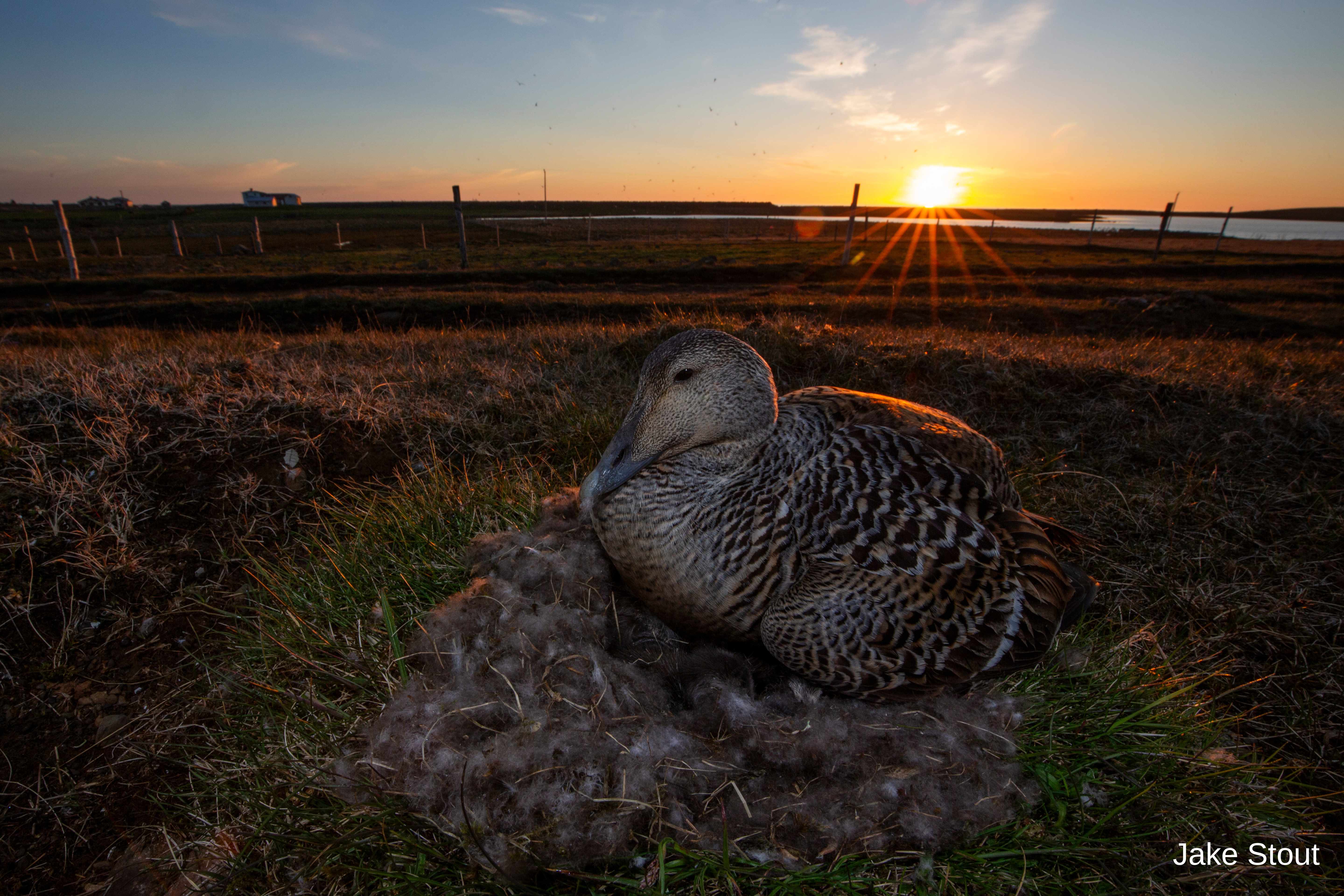 Eider duck
