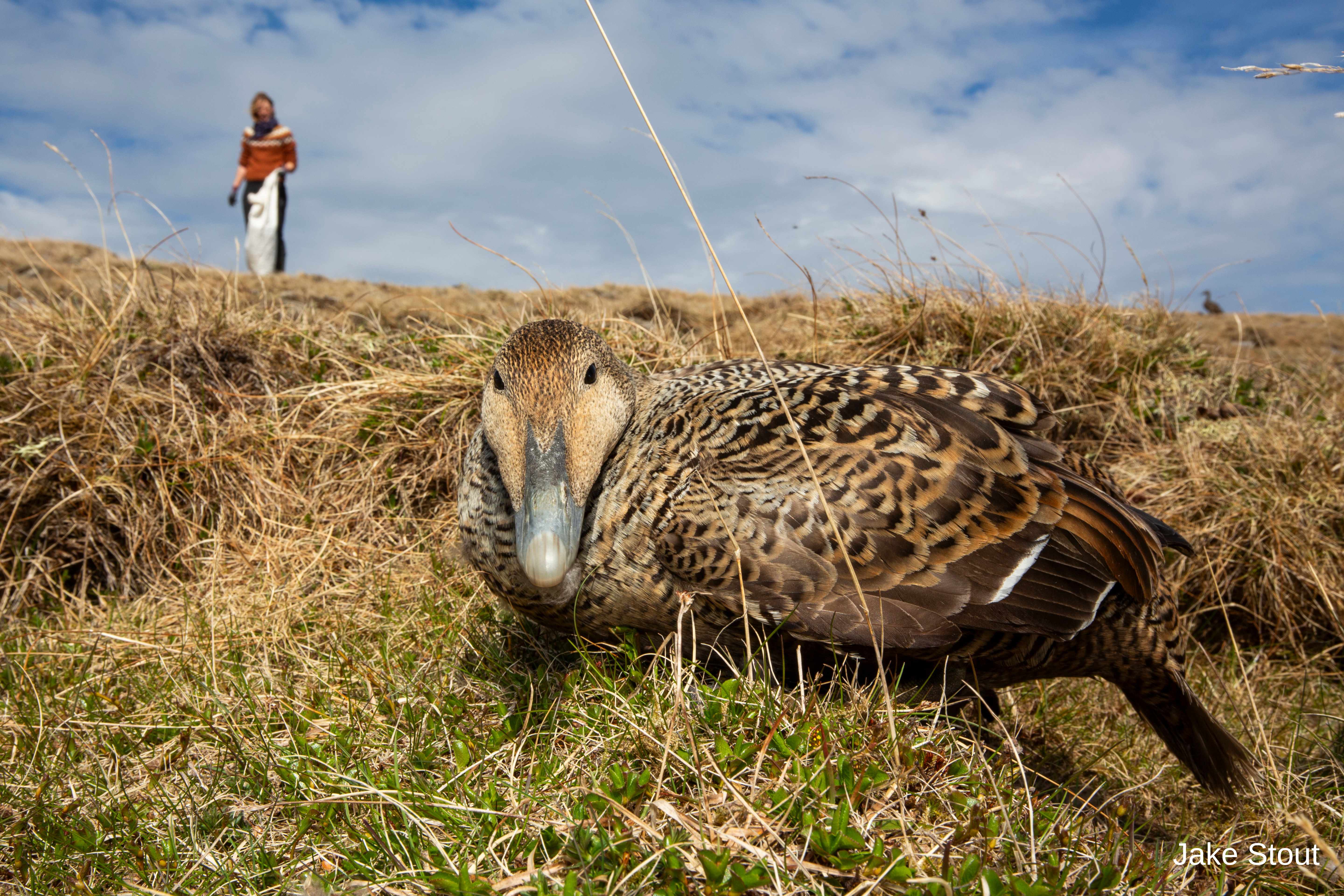 Eider duck