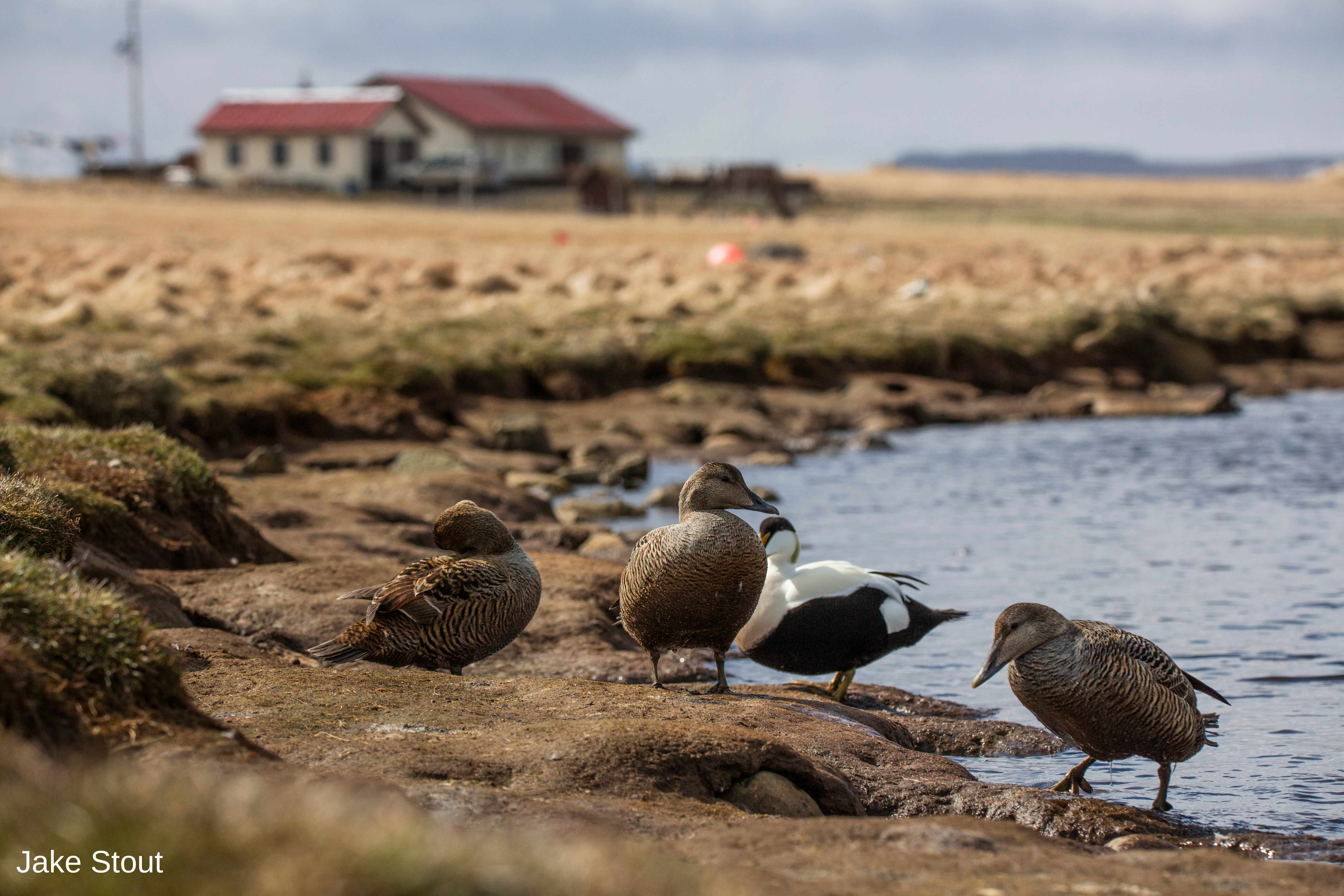 Eider duck