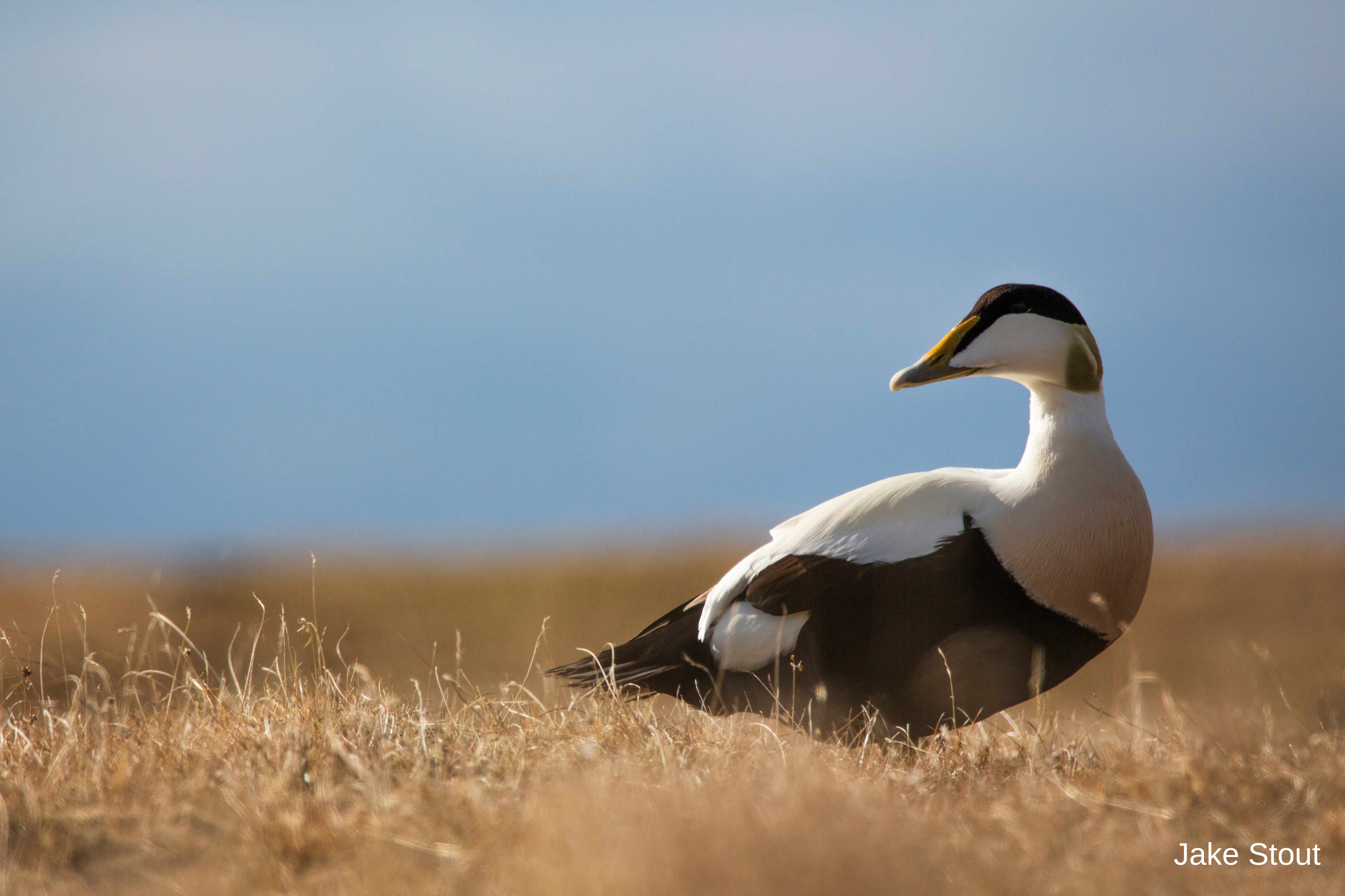Eider duck
